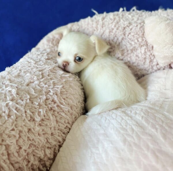 DAISY - Image 2