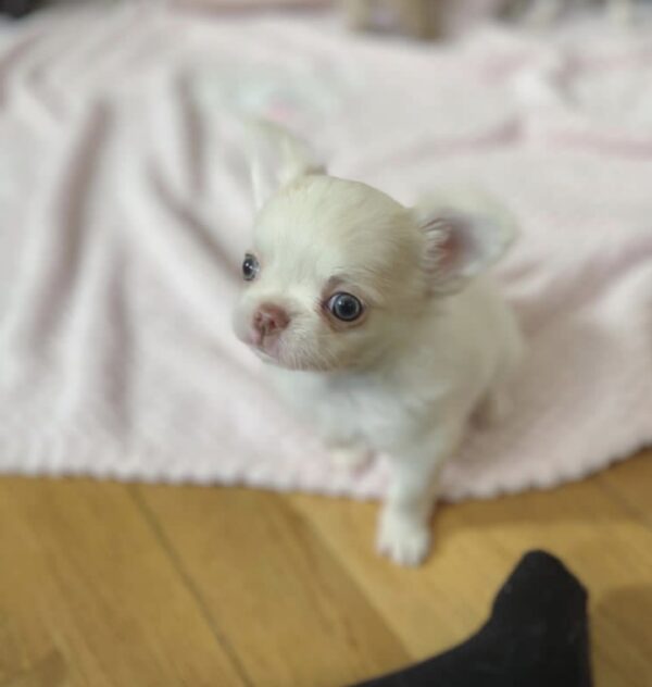 DAISY