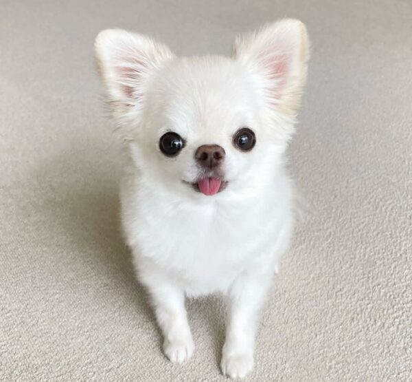 LUNA