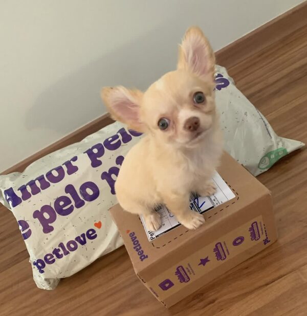 Mochi - Image 2
