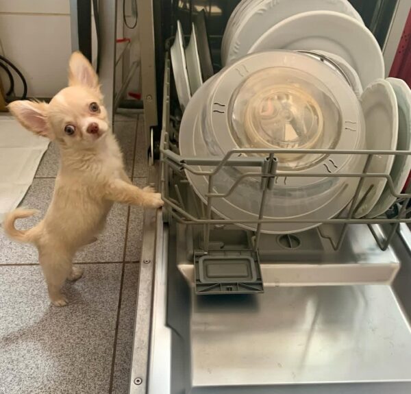 Mochi
